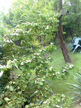 vihar után 4.
