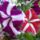 Petunia-001_1456475_7053_t