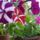 Petunia-002_1456470_7504_t