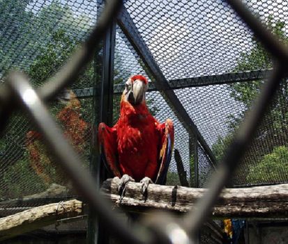 ÁLLATPARK RABJAI ( vörös ara papagaj )