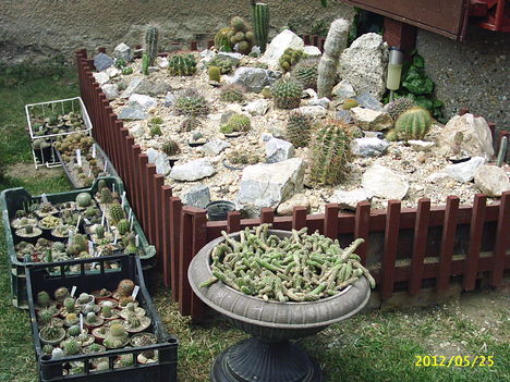 Kaktuszok3