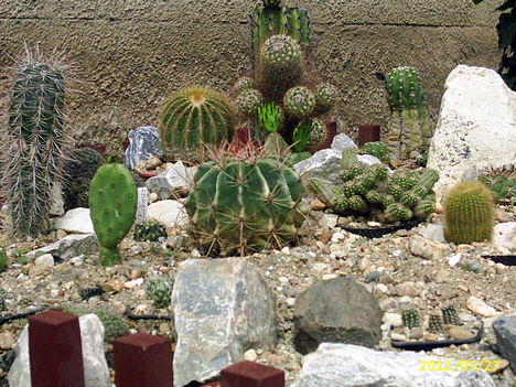 kaktuszok 2