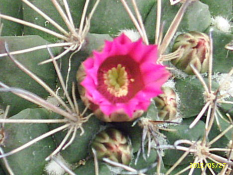 Mammillaria