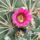 Mammillaria_1457462_4441_t