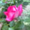 egy szál rózsa szebben mesél............ 1