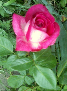 egy szál rózsa szebben mesél............ 5