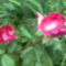 egy szál rózsa szebben mesél............ 7