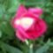 egy szál rózsa szebben mesél............ 8