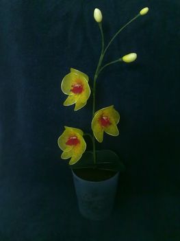 Orchidea - sárga