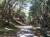 Cserépfalu erdei ösvény