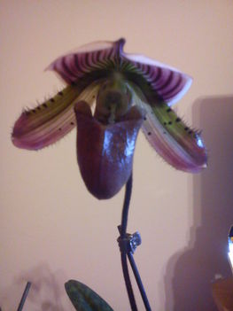 Első Papucsorchideám