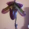 Első Papucsorchideám