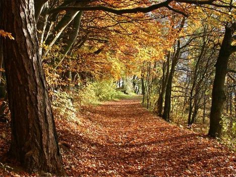 Ersdei ösvény ősszel