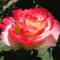 mozgó rózsa