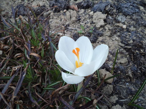 tavaszi virágok 1