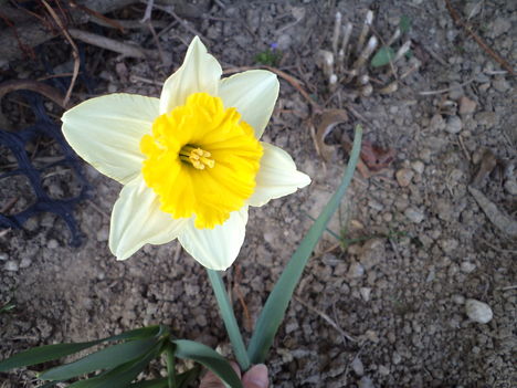 tavaszi virágok 2