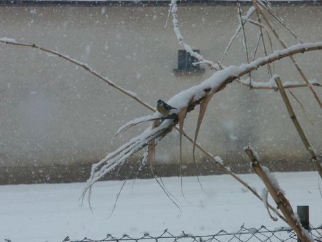 Téli Sokoró fotópályázat képei 13
