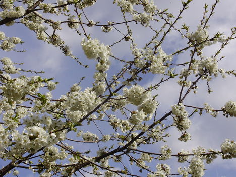 virágzó cseresznyefa ága