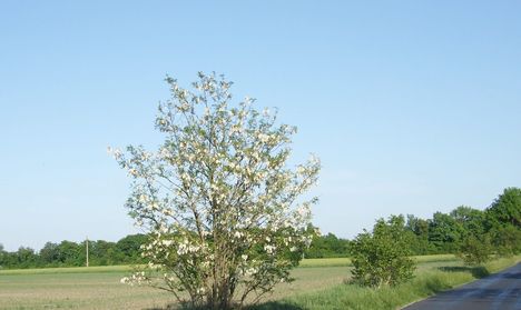 Virágzó fák Maglócán 5