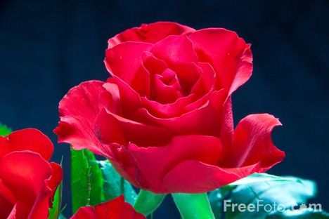 9905_01_14---A-Red-Rose_web