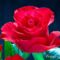 9905_01_14---A-Red-Rose_web