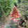 Agave_viraga_nyiloban_1461332_6433_t