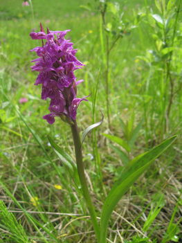 Foltos ujjaskosbor (Dactylorhiza maculata)