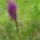 Foltos_ujjaskosbor_dactylorhiza_maculata_1461280_3892_t
