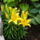 Liliom_1461534_6900_t