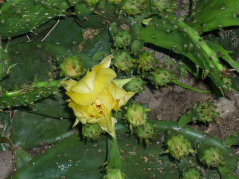 medvetalp kaktusz első virága