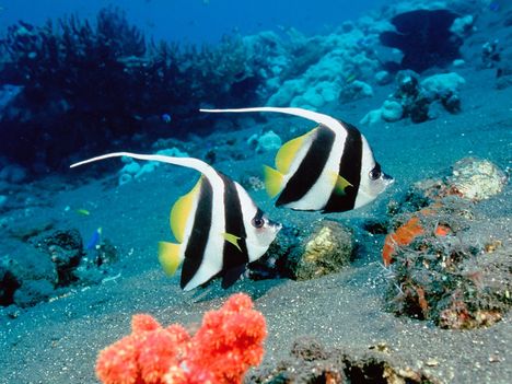 Ocean_Bannerfish,_Indonesia