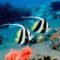 Ocean_Bannerfish,_Indonesia