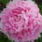 paeonia-rozsaszin