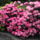 Rododendron-001_1461766_4400_t
