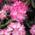 Rododendron-002_1461765_9384_t
