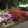 Rododendron-005_1461762_6437_t
