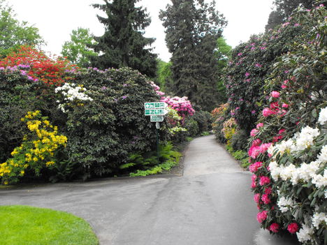 rododendron