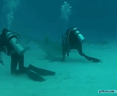 Tenger mélyén-búvárok-cápa-gif