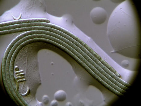 Cyanobaktériumok