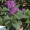 Októberig virágzó illatos növényeket az erkélyre - Vaniliavirág