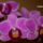 Orchideam_1462414_2195_t