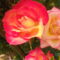Boldog Névnapot Kívánok Margó!!!Rózsa több színü 1