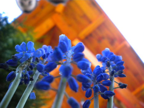 Kék virágok a kertünkben