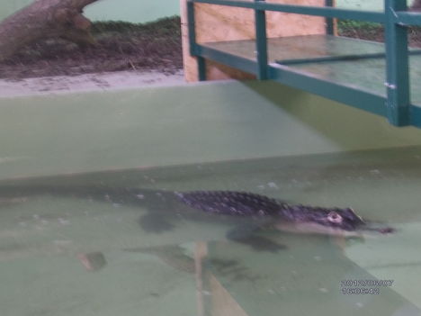 Krokodil Zoo 13