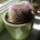 Mammillaria_1464282_1477_t