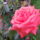 Rozsa_1-001_1464813_9448_t