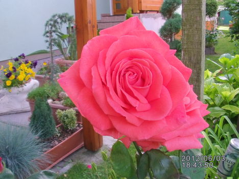 Rózsa barack szín 1