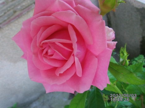 Rózsa rózsaszín 1