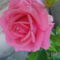 Rózsa rózsaszín 1