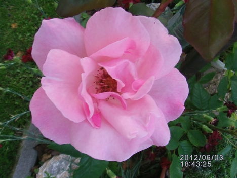 rózsa világos rózsaszín